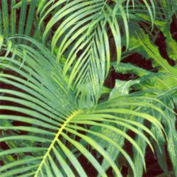 Green Plant